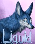  black_nose blue_eyes blue_fur canine fox fur liquidfox mammal maskedhusky multicolored_fur solo two_tone_fur white_fur 
