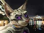  2017 anthro bell cat collar feline mammal night pink_nose purple_eyes selfie smile solo swish teeth whiskers 