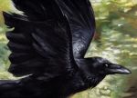  ambiguous_gender avian beak bird black_feathers corvid feathers feral kenket looking_at_viewer raven solo traditional_media_(artwork) wings 