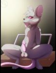  2018 3_toes anthro balls buckteeth digital_media_(artwork) erection fur girly grey_fur hi_res looking_at_viewer luxuria male mammal mouse nude open_mouth penis pink_eyes pink_penis pink_tail precum presenting rodent sitting solo spread_legs spreading teeth toes tongue tongue_out 
