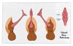  absurd_res anatomically_correct animal_genitalia animal_penis balls delirost disembodied_penis erection hi_res male mammal model_sheet mustelid mustelid_penis penis sheath urethra weasel 