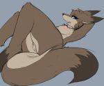  2018 anthro blue_eyes breasts brown_fur canine female fluffy fluffy_tail fur looking_at_viewer lying mammal nipple_piercing nipples on_back piercing pussy simple_background solo thermalcake 