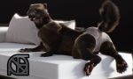  3d_(artwork) black_nose butt clothing cosmiclife digital_media_(artwork) female hi_res looking_at_viewer mammal mustelid panties paws pinup pose semi-anthro solo spread_legs spreading underwear wolverine 