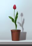  flower flower_pot grey_background highres leaf mitsu_ura no_humans original plant potted_plant red_flower shadow still_life tulip 