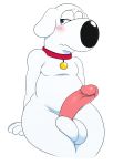  2018 anthro balls blue_eyes blush brian_griffin canine collar dog embarrassed family_guy fur male mammal penis shy simple_background sssonic2 white_fur 