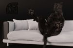  3d_(artwork) anus cosmiclife digital_media_(artwork) feline female flat_chested looking_at_viewer mammal panther pawpads paws pinup pose pussy semi-anthro sofa spread_legs spreading whiskers 