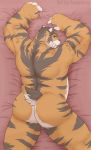  bed brown_eyes brown_fur butt feline fur invalid_tag looking_back male mammal musclegut muscular orange_fur pink_nose radonryu rama_(character) saber-toothed_cat slightly_chubby smile striped_fur stripes tiger tongue white_fur 