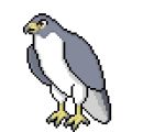  alpha_channel animated avian beak bird blinking crestfallen_warrior digital_media_(artwork) falcon feathered_wings feathers feral grey_feathers low_res male nude peregrine_falcon pixel_(artwork) pixel_animation simple_background solo standing transparent_background white_feathers wings yellow_eyes 