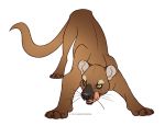  2017 4_toes ambiguous_gender ass_up black_body black_claws brown_body brown_tail claws dark_circles digital_drawing_(artwork) digital_media_(artwork) euplerid eye_markings faithandfreedom feral fossa front_view full-length_portrait grey_nose licking licking_lips long_tail looking_aside looking_away mammal markings multicolored_body muzzle_(marking) muzzle_scabs orange_eyes pink_tongue portrait quadruped simple_background snout solo standing tan_body tan_sclera toe_claws toes tongue tongue_out toony whiskers white_background 