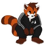  adidas clothing compfive crouching cub cute male mammal red_panda shortcat young 
