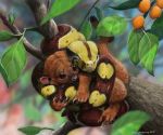  2015 4_toes absurd_res black_scales boa_constrictor branch brown_eyes brown_nose brown_scales claws coiling cub cuddling cute depth_of_field detailed detailed_fur detailed_scales digital_media_(artwork) digital_painting_(artwork) duo eyes_closed feral food friends fruit fur hi_res in_tree kinkajou leaf long_tail looking_at_another mammal mixed_media multicolored_scales nature on_branch orange_fur orange_tail predator/prey procyonid psithyrus quadruped reptile scales scalie serpentine signature silver_peanut_butter_fruit smile snake snout toe_claws toes traditional_media_(artwork) tree whiskers white_claws yellow_scales young 