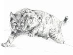  2018 ambiguous_gender feline feral greysclae lynx mammal paws simple_background solo standing traditional_media_(artwork) turnipberry white_background 