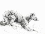  2018 ambiguous_gender feral ferret fur greyscale mammal monochrome mustelid solo standing traditional_media_(artwork) turnipberry 