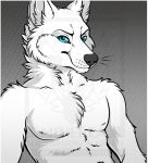  2018 abs anthro black_nose blue_eyes canine clothed clothing digital_media_(artwork) fur grey_background half-length_portrait halftone_background inner_ear_fluff looking_at_viewer male mammal minerea pattern_background pinkdragonlove pinup portrait pose simple_background smile solo standing topless watermark white_fur wolf 