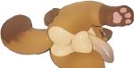 2018 animal_crossing balls canine dacad low-angle_view male mammal nintendo paws penis simple_background solo tanuki tom_nook_(animal_crossing) video_games white_background 