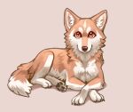 all_fours ayaka canid canine canis claws countershading domestic_dog feral fur looking_at_viewer lying mammal pawpads paws quadruped red_background red_body red_fur simple_background solo spitz tail white_body white_fur