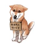 all_fours ayaka brown_body brown_fur canid canine canis cardboard countershading domestic_dog embarrassed feral fur japanese_text mammal paws quadruped sad shaming shiba_inu simple_background sitting solo spitz tail text translated white_background white_body white_fur