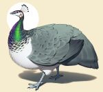 avian bird digital_drawing_(artwork) digital_media_(artwork) entitycore female feral galliform peafowl phasianid solo