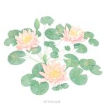 commentary_request flower flower_focus lily_pad mioda_xi no_humans original pink_flower pinyin_commentary simple_background water_lily_flower watermark weibo_logo weibo_username white_background 