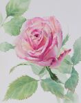  flower leaf no_humans original painting_(medium) pink_flower pink_rose plant plant_focus rose traditional_media watercolor_(medium) white_background yu_grassbird 