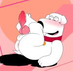  animal_genitalia animal_penis anthro anus balls blush brian_griffin canid canine canine_genitalia canine_penis canis collar collar_only domestic_dog erection family_guy genitals hi_res hwantsarts knot lying male mammal nude on_back penis solo tagme 
