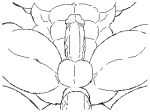  abs anal anal_penetration animated anus balls big_balls big_penis butt circumcised dirty-canvas huge_balls huge_muscles huge_penis humanoid_penis line_art loop male male/male muscular muscular_male no_sound nude penetration penis quads serratus sex vein veiny_penis 