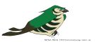  2015 avian beak biped bird black_beak black_eyes black_feathers black_stripes branch brown_feathers brown_wings countershade_face countershade_torso countershading cuckoo digital_drawing_(artwork) digital_media_(artwork) feathered_wings feathers feral folded_wings full-length_portrait green_feathers green_wings jamminbison looking_down male multicolored_feathers on_branch portrait prehensile_feet shining_bronze_cuckoo side_view simple_background smile smirk smug solo striped_feathers stripes tail_feathers tan_countershading tan_feathers toony two_tone_wings url white_background winged_arms wings 