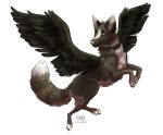  2017 alpha_channel aurru black_feathers canine digital_media_(artwork) feathered_wings feathers fox hyvrid mammal simple_background solo transparent_background wings 