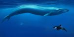  2018 ambiguous_gender cetacean detailed_background digital_media_(artwork) feral fin kur0i kuroi-kisin mammal marine orca underwater water whale 