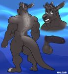  2018 anthro back_muscles backsack balls biceps black_balls black_nose black_penis black_perineum erection grey_eyes hair kihu male mammal marsupial muscular muscular_male nude penis perineum smile solo uncut wallaby 