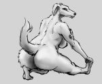  big_butt borzoi butt canine digital_media_(artwork) dog female ironwood lips mammal roksana simple_background wide_hips 