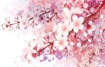  cherry_blossoms close flowers nobody original petals tagme_(artist) waifu2x white 