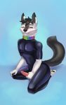  &lt;3 2019 anthro banglow black_nose bodysuit canid canine canis clothed clothing collar digital_drawing_(artwork) digital_media_(artwork) domestic_dog erection fur hair husky looking_at_viewer male mammal penis rubber simple_background sitting skinsuit smile solo solo_focus tight_clothing 