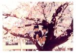  2boys artist_name beret black_eyes black_hair building cherry_blossoms closed_mouth commentary_request dappled_sunlight day expressionless flower hat in_tree kashiwagi_chisame light_smile long_sleeves looking_at_viewer male_focus multiple_boys original outdoors sailor_collar school_uniform shoes short_shorts shorts sitting sitting_in_tree socks spring_(season) sunlight tree white_legwear 