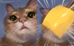  2019 blush cheese dairy_products domestic_cat felid feline felis food hi_res mammal senz solo 