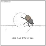  1:1 ambiguous_gender arthropod black_exoskeleton border dung_beetle exoskeleton feral insect solo theycantalk white_border 