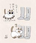  ambiguous_gender black_eyes clothing disembodied_leg domestic_cat ear_tuft felid feline felis feral fur japanese_text legwear looking_up mammal simple_background socks tan_fur text tuft white_fur yamanobejin 