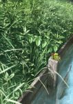  animal backpack bag book commentary_request day fence fish food frog fruit grass hachiyahachi1 highres holding holding_book original outdoors post raspberry reading reflection signature sitting water wooden_fence 