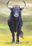  2018 abstract_background black_fur black_horn bovid bovine cattle feral front_view fur grey_hooves hooves horn looking_at_viewer male mammal megan_giles multicolored_horn painting_(artwork) signature solo tail_tuft traditional_media_(artwork) tuft two_tone_horn white_horn 