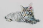  animal blue_eyes cat kitten looking_at_viewer no_humans original painting_(medium) realistic still_life traditional_media watercolor_(medium) yu_grassbird 