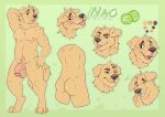  absurd_res anthro baileyx ball balls bird_dog blep butt canid canine canis domestic_dog english_text fangs flaccid fur genitals golden_retriever green_background half-closed_eyes hi_res humanoid_genitalia humanoid_penis hunting_dog male mammal model_sheet nao_o&#039;connor narrowed_eyes neck_tuft nude open_mouth open_smile penis retriever simple_background smile smirk smug smug_face smug_grin solo teeth tennis_ball text tongue tongue_out tuft vein veiny_penis wide_eyed yellow_body yellow_fur 