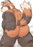  2019 ailurid anthro balls belly blush butt hi_res humanoid_hands kota&acute; male mammal overweight overweight_male red_panda solo 