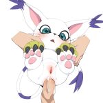  1:1 anal anal_penetration bestiality blue_eyes blush bodily_fluids claws clitoris clothing cum cum_in_ass cum_inside digimon digimon_(species) disembodied_hand disembodied_penis duo faceless_male fangs female female_penetrated feral fur gatomon genital_fluids gloves handwear hi_res holding_(disambiguation) human human_on_feral interspecies larger_male male male/female male_penetrating mammal open_mouth pawpads penetration penis purple_fur pussy simple_background size_difference smaller_female solo_focus whiskers white_background white_fur youjomodoki 