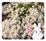  2016 flower ichthy0stega japanese_text lagomorph leporid mammal plant rabbit solo text 