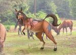  2018 ambiguous_gender beingobscene breasts clothing equid equine female feral freckles grass green_eyes group hi_res hooves horse mammal nipples open_mouth outside photo_background solo_focus torn_clothing transformation tree 