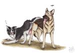  anal anal_knotting anal_penetration animal_genitalia animal_penis ass_to_ass bodily_fluids border_collie canid canine canine_penis canis collie cum domestic_dog duo erection feral feral_on_feral feral_penetrated feral_penetrating feral_penetrating_feral genital_fluids german_shepherd herding_dog knotting kola_(artist) male male/male male_penetrated male_penetrating mammal pastoral_dog penetration penis quadruped sex sheepdog 