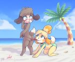  all_fours animal_crossing anthro beach bikini blonde_hair blue_eyes blush blush_stickers brother brother_and_sister brown_fur butt canid canine canis clothing cloud constricted_pupils digby_(animal_crossing) dipstick_tail domestic_dog fangs female freckles fur hair isabelle_(animal_crossing) looking_back looking_up male mammal melangetic mouth_hold multicolored_tail nintendo open_mouth parody pawpads playful sand sea seaside shih_tzu sibling sister sky surprise swimwear tied_hair toy_dog video_games water yellow_fur 
