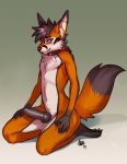  animal_genitalia animal_penis anthro azelyn balls blush canid canine canine_penis collar ear_piercing erection fox hi_res kneeling knot looking_at_viewer male mammal penis piercing smile solo 