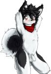  2018 alaskan_malamute anthro balls bandanna biped black_fur black_hair black_nose blush brown_eyes canid canine canis cheek_tuft domestic_dog eyebrow_through_hair eyebrows flaccid fur hair hands_behind_head hi_res humanoid_penis kneeling log_(artist) log_(dog) looking_at_viewer male mammal multicolored_fur navel nordic_sled_dog nude partially_retracted_foreskin penis pose short_hair simple_background solo spitz teenager translucent translucent_hair tuft two_tone_fur uncut white_background white_fur young 