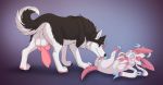  canid canine canis domestic_dog eeveelution feral hi_res invalid_tag licking male mammal nintendo penis pok&eacute;mon pok&eacute;mon_(species) shy silvergrin sylveon tongue tongue_out video_games wolf 